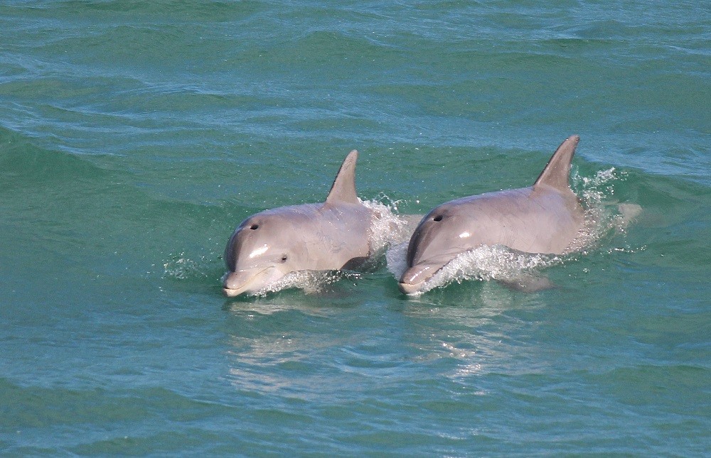 Dolphins Swimming by the Boat