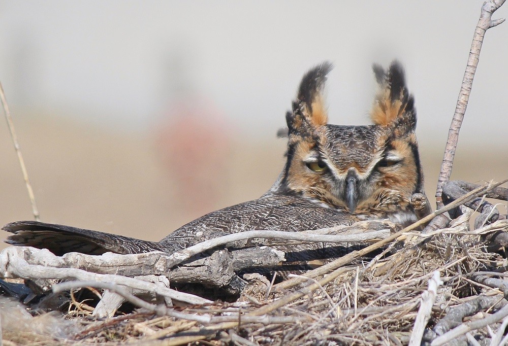 Owls / Waterfowl / Eco Tours